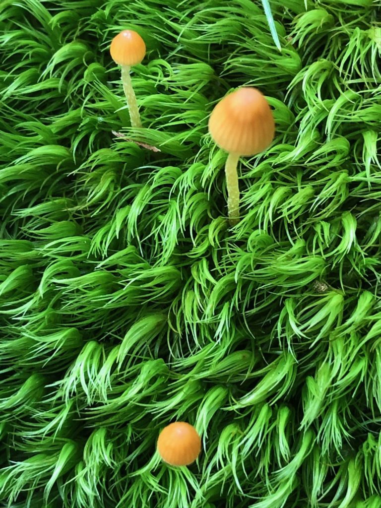 We are verbs: tiny new mushrooms growing in flowy, grasslike moss.