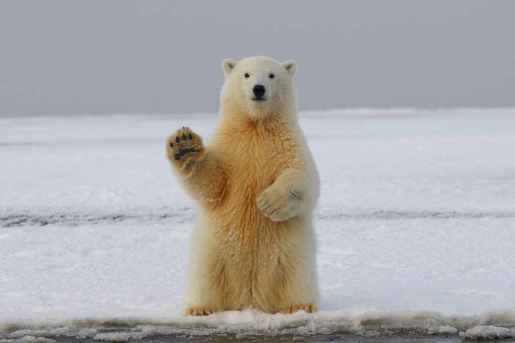 Earth Week: a polar bear standing up and appearing to wave at the viewer.