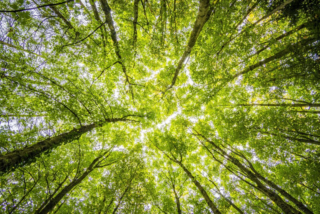 Design with conscience: green tree canopy viewed from ground looking up through trunks.