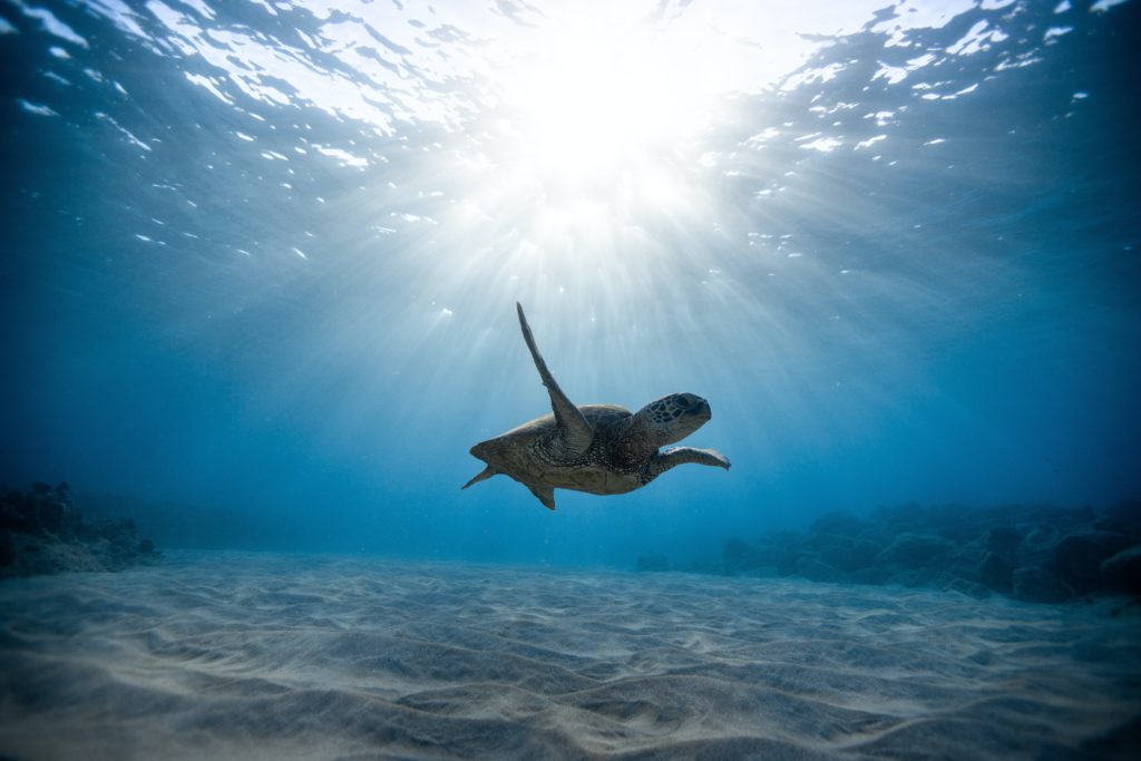 Sea turtle swimming in shallow water with sunlight streaming in.