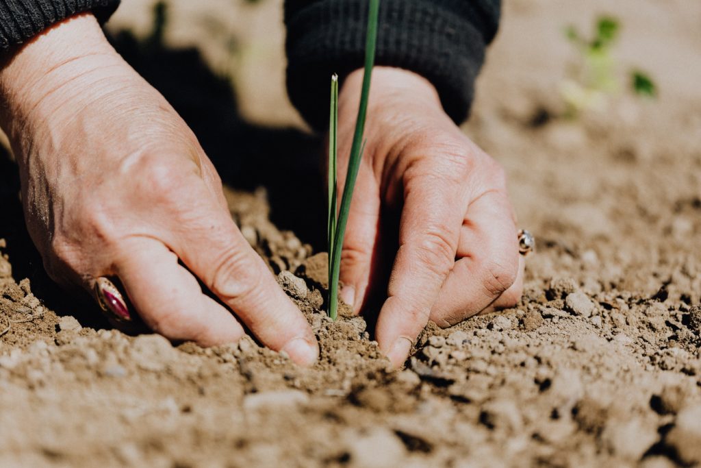 Designing with a conscience: hands planting a small seedling in earth.