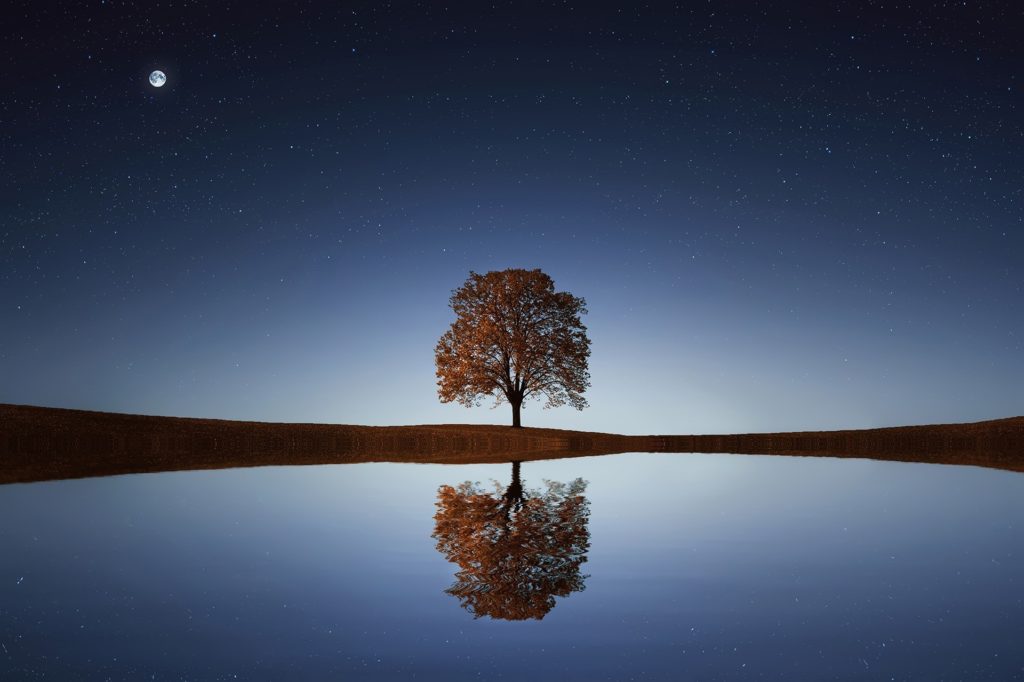 Earth Day: single tree on edge of still lake at twilight with moon and stars in sky.