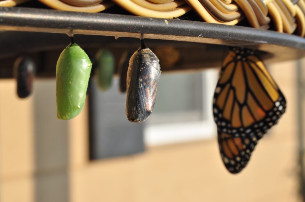 Project mindset: monarch butterfly chrysalises at various stages of development, hanging from underside of garden table.